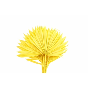 Dried Palm Sun 6pc Yellow Bunch