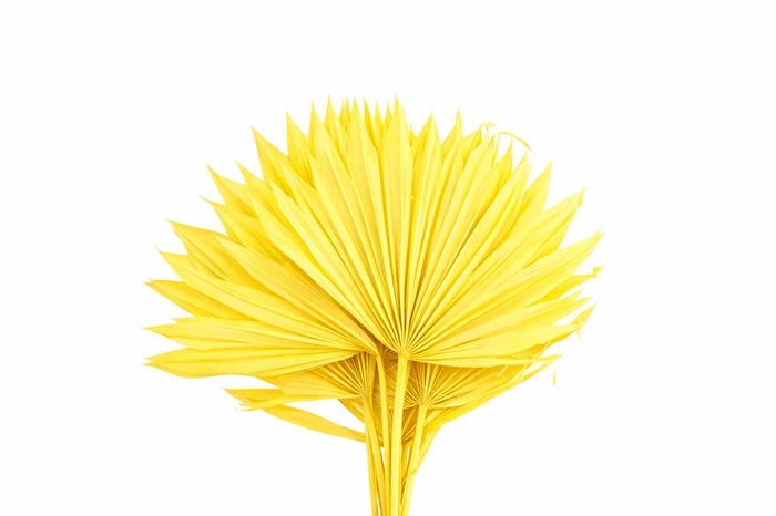 <h4>Dried Palm Sun 6pc Yellow Bunch</h4>
