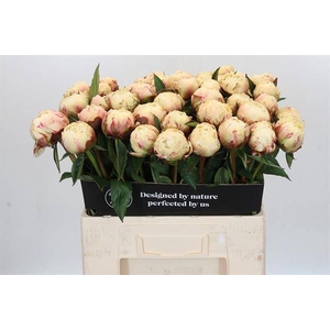 Paeonia ann cousins