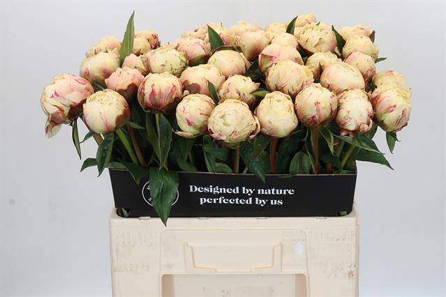 <h4>Paeonia ann cousins</h4>