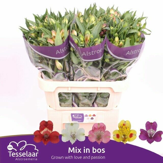 <h4>Alstroemeria Gemengd In Bos</h4>