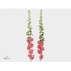 ALCEA ROSEA PINK