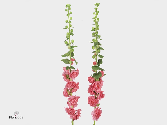 ALCEA ROSEA PINK