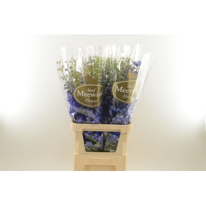 Delphinium Magic Fountains Skyblue Whitebee