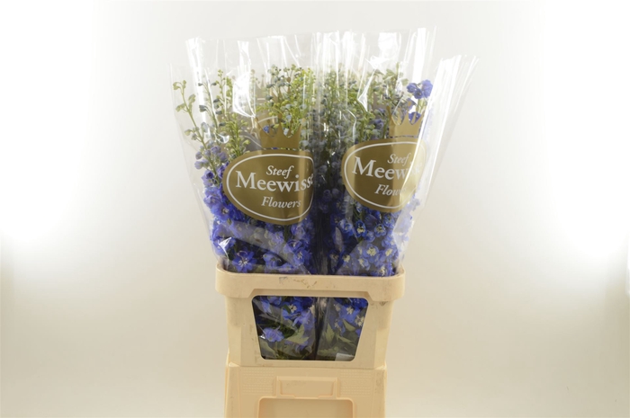 <h4>Delphinium Magic Fountains Skyblue Whitebee</h4>