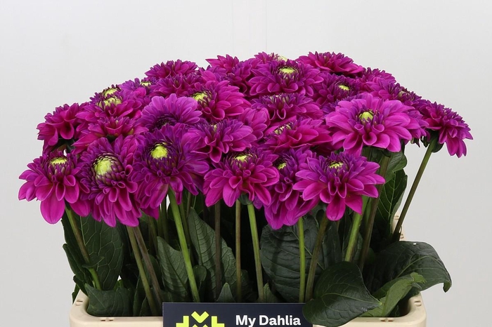 <h4>Dahlia Purple Fox</h4>