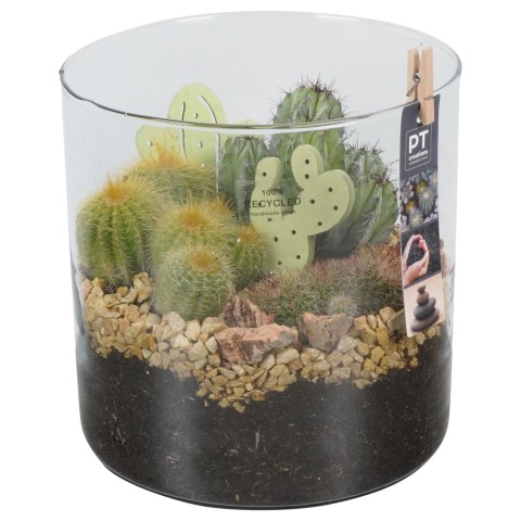 PTCT4667 Arrangementen Cactus