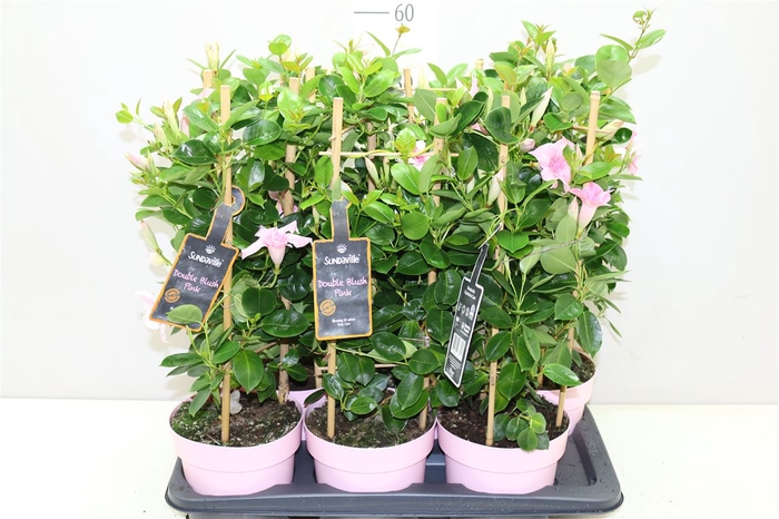 <h4>Mandevilla Sun Double Pink Tower</h4>