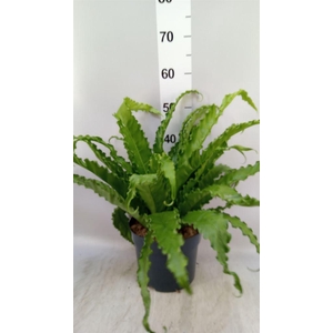 Asplenium antiquum 'Osaka'