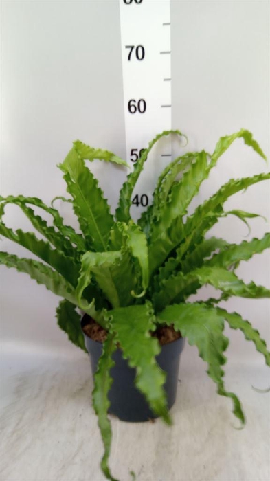 <h4>Asplenium antiquum 'Osaka'</h4>