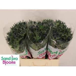 ERYN MAG BLUE LAGOON