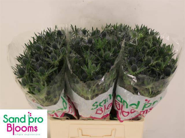 <h4>ERYN MAG BLUE LAGOON</h4>