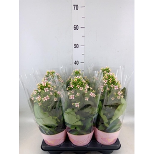 Kalanchoe blos. 'Feminine Pink'