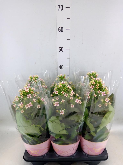 <h4>Kalanchoe blos. 'Feminine Pink'</h4>