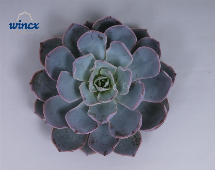 Echeveria Colorata Cutflower Wincx-12cm