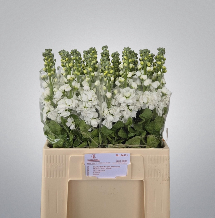 <h4>MATTH AIDA WHITE</h4>