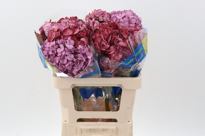 <h4>Hydr Burgundy Mix Tinted Sel</h4>