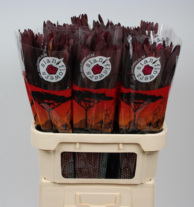 <h4>LEUCAD SAF SUNSET</h4>