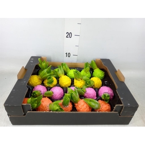 Hyacinthus orie.   ...waxed H%