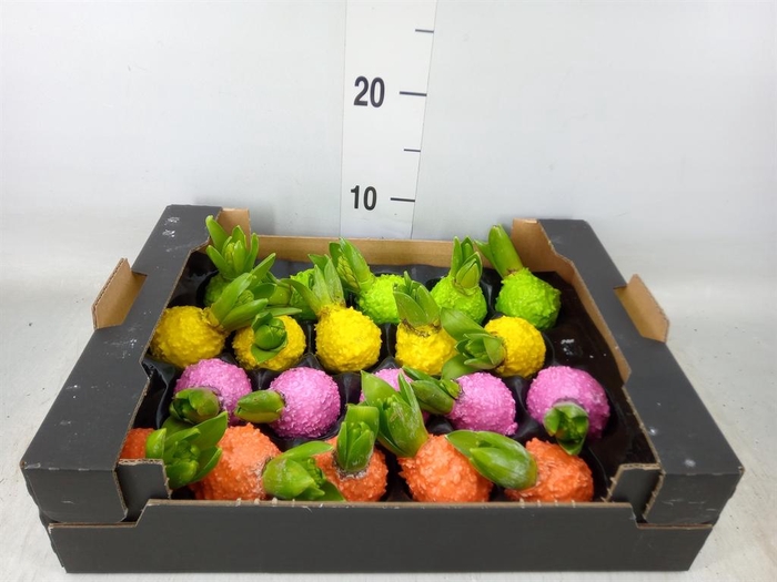 <h4>Hyacinthus orie.   ...waxed H%</h4>