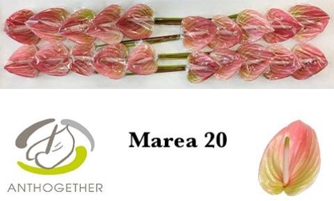 <h4>ANTH A MAREA#</h4>