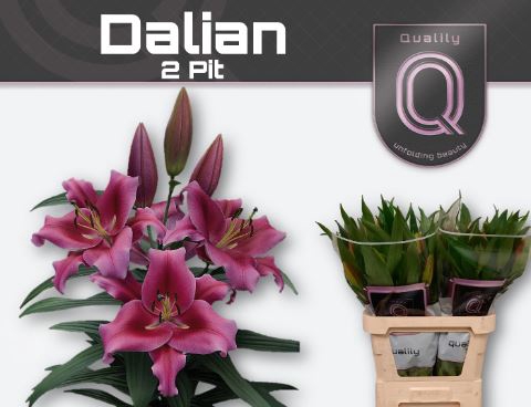 <h4>LI OT DALIAN</h4>
