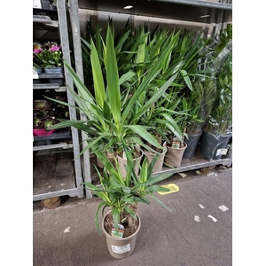 Yucca
