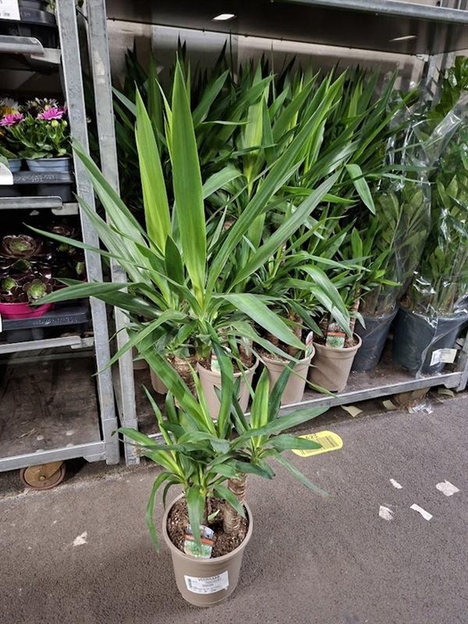 <h4>Yucca</h4>