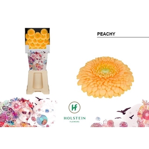 Germini Pomponi Peachy Diamond