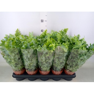 Phlebodium aureum 'Davana'