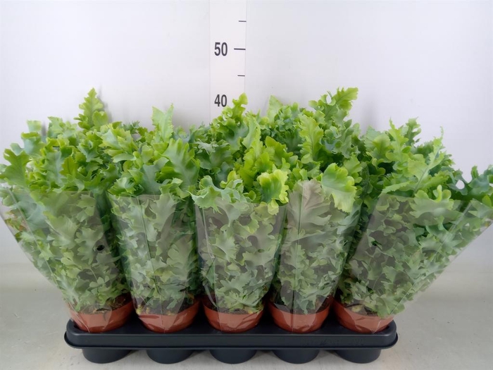 <h4>Phlebodium aureum 'Davana'</h4>