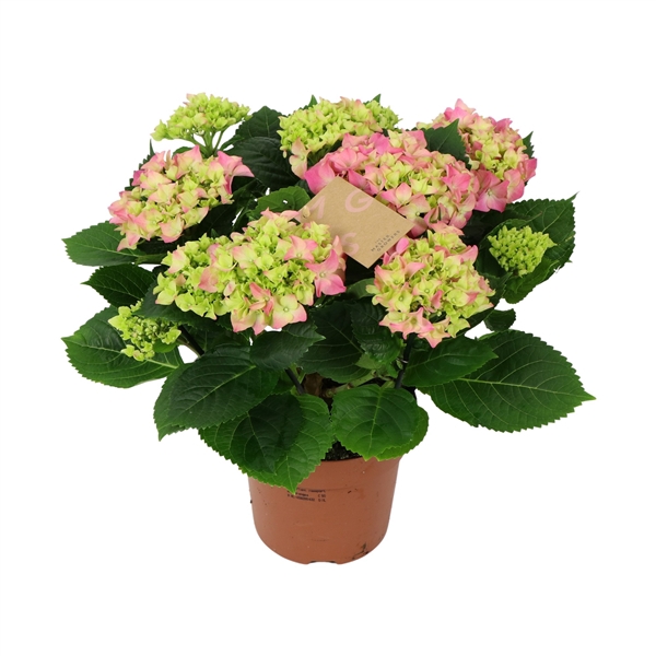<h4>Hydrangea pink 9/10 flowers</h4>