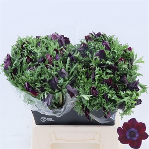 Anemone Galil Bordea