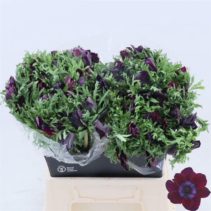 <h4>Anemone Galil Bordea</h4>