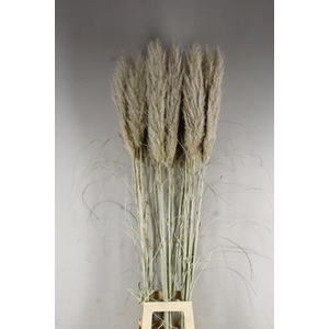 Df Pampas 150cm Hollands