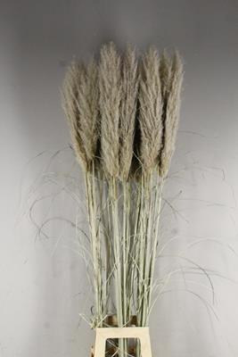 <h4>Df Pampas 150cm Hollands</h4>