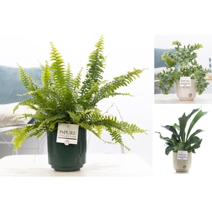 Varens gemengd in P&PURE Tess 2 ceramics ass.3