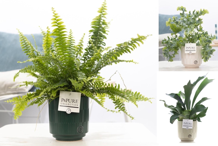 <h4>Varens gemengd in P&PURE Tess 2 ceramics ass.3</h4>