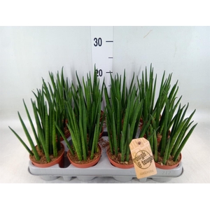 Sansevieria bacularis