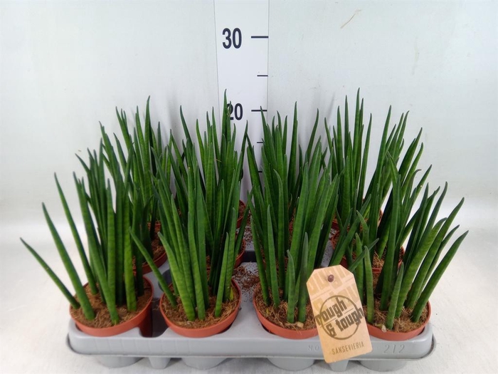 <h4>Sansevieria bacularis</h4>