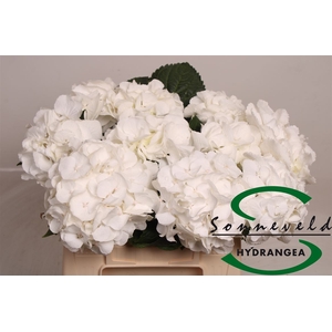 Hydrangea macrophylla 'Schneeball'