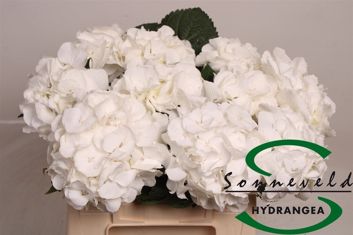 Hydrangea macrophylla 'Schneeball'