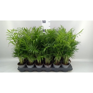 Chamaedorea elegans