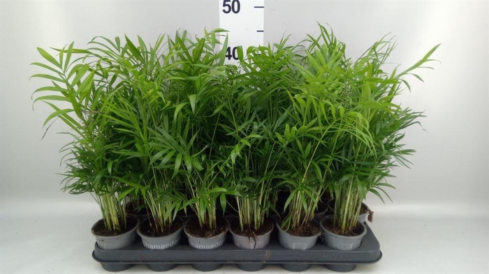 <h4>Chamaedorea elegans</h4>