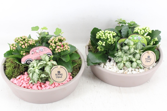 <h4>arr2 PL - Lage schaal taupe - roze/wit</h4>