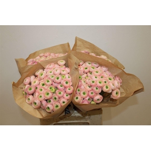 Ran Elegance Pink Perfection