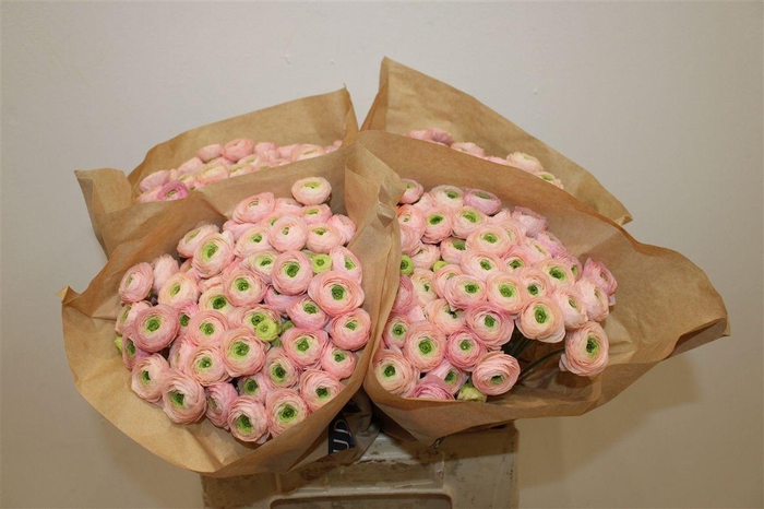 <h4>Ran Elegance Pink Perfection</h4>