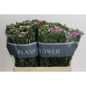 Dianthus Br Amazon Rose Magic