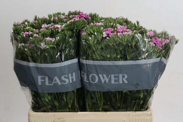 <h4>Dianthus Br Amazon Rose Magic</h4>