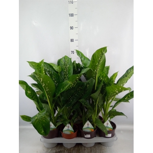 Dieffenbachia